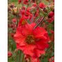 Kellukka Geum Fiery Tempest