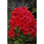 Syysleimu Phlox Paniculata Starfire