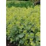 Poimulehti Alchemilla sericata Gold Strike