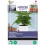 Asparagus-Unelma Buzzy House Plants