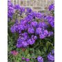 Syysleimu Phlox paniculata Blue Paradise