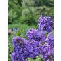Syysleimu Phlox paniculata Blue Paradise