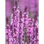 Lehtosalvia Salvia nemorosa Sensation Deep Rose