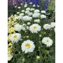 Isopäivänkakkara Leucanthemum superbum Victorian Secret