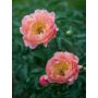 Jalopioni Paeonia Coral Charm