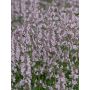 Katinminttu Nepeta Racemosa Amelia