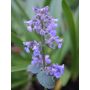 Mirriminttu Nepeta faassenii Six Hills Gigant P12