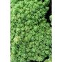 Maksaruoho Sedum album Coral Carpet P12