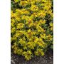 Maksaruoho Sedum kamchaticum floriferum Weihenstephaner Gold P12