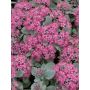 Maksaruoho Sedum hybridum Red Sparkle P12