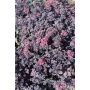 Maksaruoho Sedum hybridum Red Sparkle P12