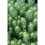 Maksaruoho Sedum reflexum Blue Spruce P12