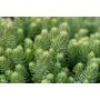 Maksaruoho Sedum reflexum Blue Spruce P12