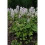 Rönsytiarella Tiarella cordifolia Moorgrün P12