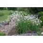 Ruoholaukka Allium schoenoprasum Elbe P12