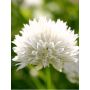 Ruoholaukka Allium schoenoprasum Elbe P12