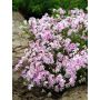 Sammalleimu Phlox subulata Kimono Pink White P12