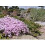 Sammalleimu Phlox subulata Kimono Pink White P12