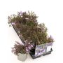 Sammalleimu Phlox subulata Purple Beauty P12