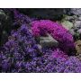 Sammalleimu Phlox subulata Purple Beauty P12