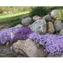 Sammalleimu Phlox subulata Purple Beauty P12
