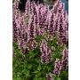 Iiso Agastache Beelicious Pink C2