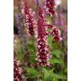 Iiso Agastache Beelicious Pink C2
