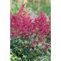 Jaloangervo Astilbe Etna