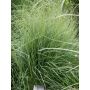 Siniheinä Molinia caerulea Torch C1,4