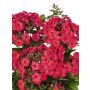 Syysleimu Phlox Paniculata Flame Watermelon
