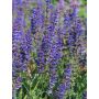 Salvia Carina C2