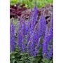 Salvia nemorosa Rianne C2