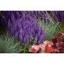 Salvia nemorosa Rianne C2
