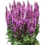 Salvia nemorosa Royal Magenta C2