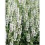 Salvia nemorosa Sensation White C2
