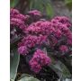 Maksaruoho Sedum hybridum Superstar C1,4