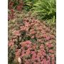Maksaruoho Sedum spectabile Coraljade C1,4