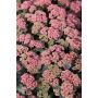Maksaruoho Sedum spectabile Coraljade C1,4