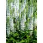 Tähkätädyke Veronica spicata Snow Candles C1,4