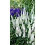 Tähkätädyke Veronica spicata Snow Candles C1,4