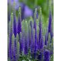 Tähkätädyke Veronica spicata Ulster Dwarf Blue C1,4