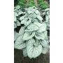Rotkolemmikki Brunnera macrophylla Silver Heart C2