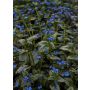 Rotkolemmikki Brunnera macrophylla Silver Heart C2