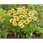 Isokaunosilmä Coreopsis grandiflora Solar Moon C2