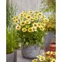 Isokaunosilmä Coreopsis grandiflora Solar Moon C2