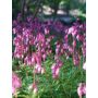 Pikkusydän Dicentra formosa Luxuriant C1,4