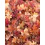Keijunkukka Heuchera Orangeberry C1,4