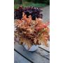 Keijunkukka Heuchera Orangeberry C1,4