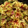 Rusohaltijankukka Heucherella Gold Zebra C1,4