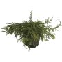 Kääpiökataja Juniperus Communis Repanda P23